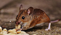 24 Hour & Emergency Exterminators in Le Raysville, PA